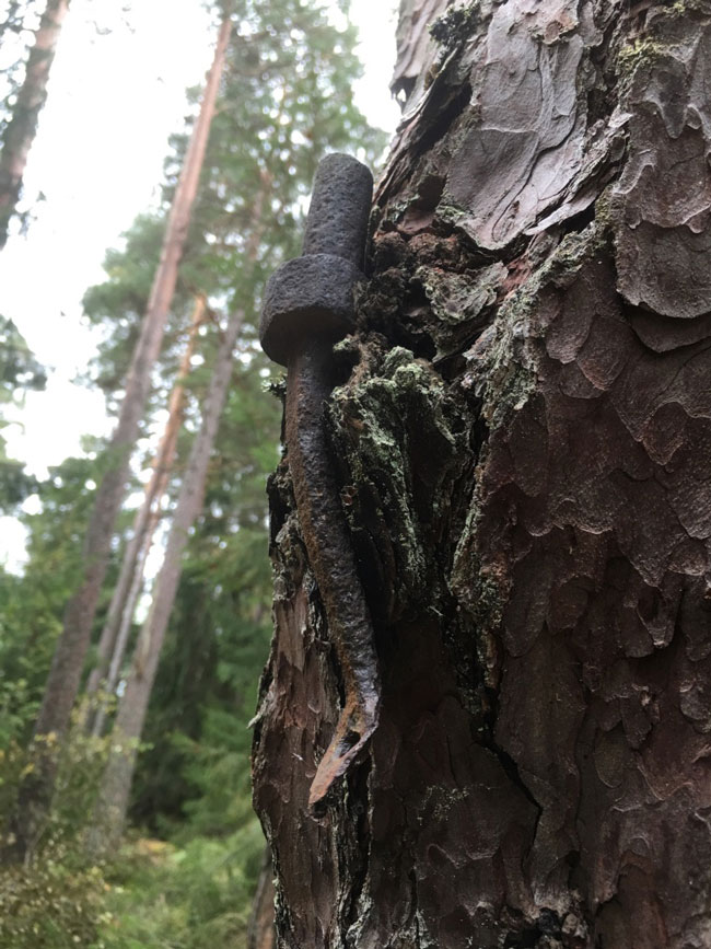  Srana j&auml;ljell&auml; polun varren ikim&auml;nnyss&auml; V&auml;noxa.