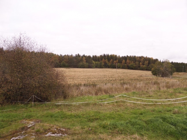 Kuva Yli-Lemun laidunalueelta kohti Sauhuvuoren alarinteen metsää, jonka reunasta on löydetty huomattava määrä musketinkuulia.